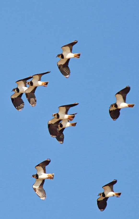 Sporadic summer drying out of the Pantani Cuba & Pantano 